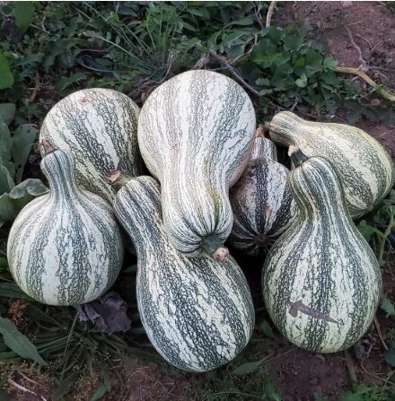 Ķirbis 'Cushaw Green Stripe'